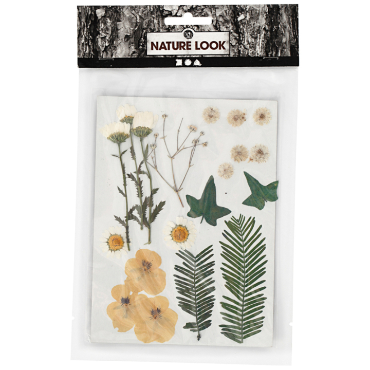 Dried flowers and leaves Raw white in the group Hobby & Creativity / Techniques / Scrapbooking at Pen Store (130765)