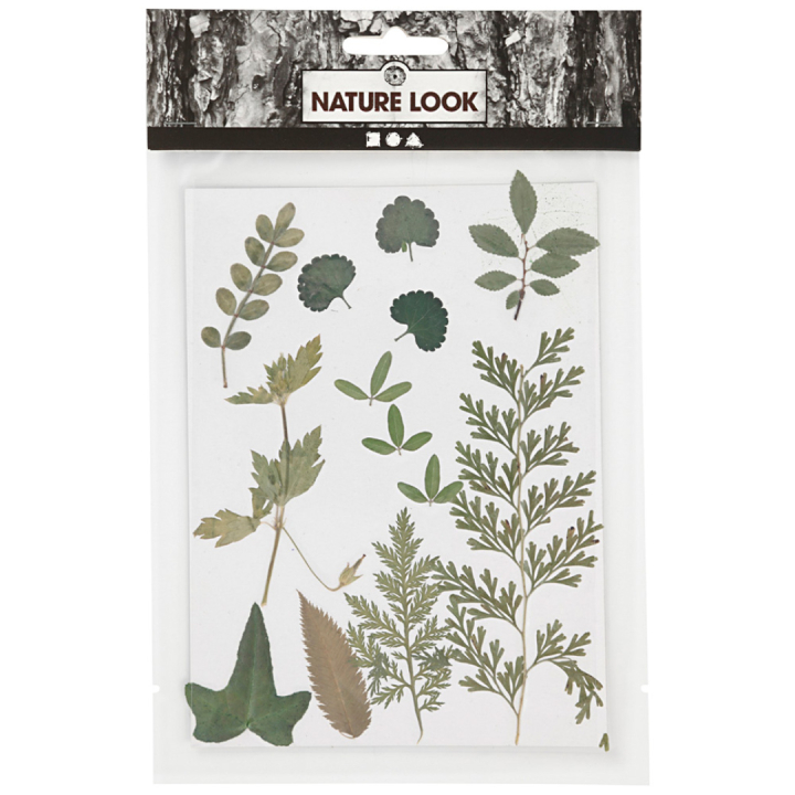 Dried flowers and leaves Green in the group Hobby & Creativity / Techniques / Scrapbooking at Pen Store (130766)