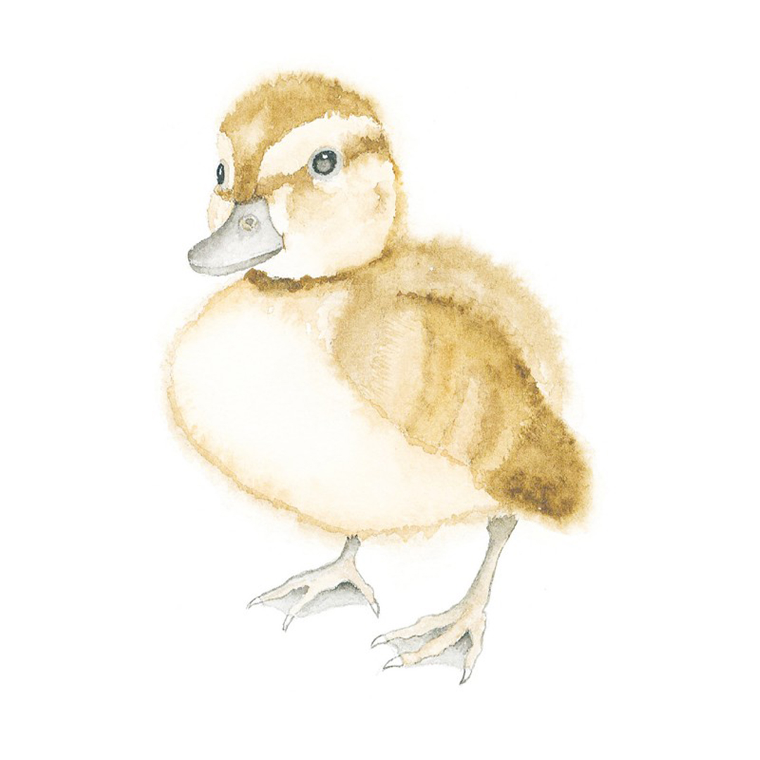 How to Draw: Baby Animals