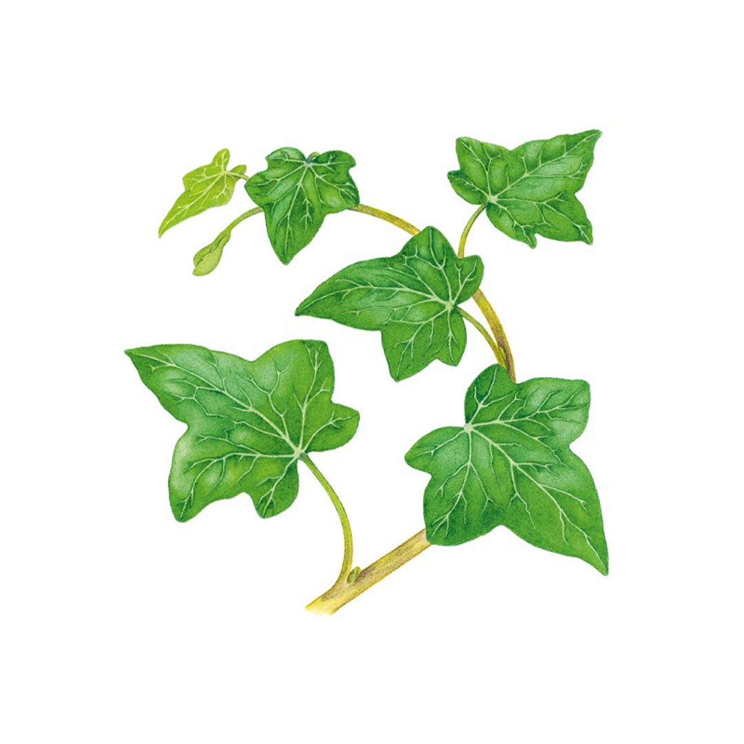 How to Draw: Nature