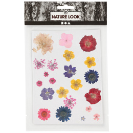 Dried flowers and leaves Mixed colours in the group Hobby & Creativity / Techniques / Scrapbooking at Pen Store (130767)