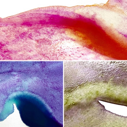 Gansai Tambi Aquarelle 5-set Granulating Colors 2 in the group Art Supplies / Artist colours / Watercolor Paint / Watercolor pans at Pen Store (135537)