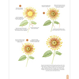 Paint 50: Watercolour Flowers in the group Hobby & Creativity / Books / Art Instruction Books at Pen Store (136318)