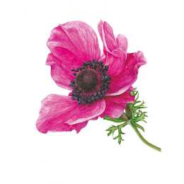 Anna Mason's Watercolour World in the group Hobby & Creativity / Books / Inspirational Books at Pen Store (137202)