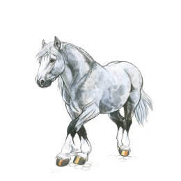 Draw 30: Animals in the group Hobby & Creativity / Books / Art Instruction Books at Pen Store (137210)