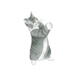 Draw 30: Cats in the group Hobby & Creativity / Books / Art Instruction Books at Pen Store (137211)