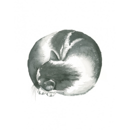 Draw 30: Cats in the group Hobby & Creativity / Books / Art Instruction Books at Pen Store (137211)