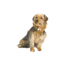 Draw 30: Dogs in the group Hobby & Creativity / Books / Art Instruction Books at Pen Store (137213)