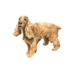 Draw 30: Dogs in the group Hobby & Creativity / Books / Art Instruction Books at Pen Store (137213)