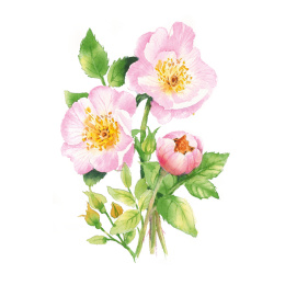 Draw 30: Flowers in the group Hobby & Creativity / Books / Art Instruction Books at Pen Store (137215)