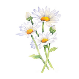 Draw 30: Flowers in the group Hobby & Creativity / Books / Art Instruction Books at Pen Store (137215)