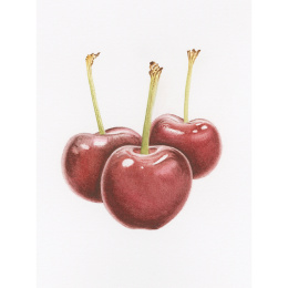 Draw in 10 Minutes: Botanicals in the group Hobby & Creativity / Books / Art Instruction Books at Pen Store (137219)